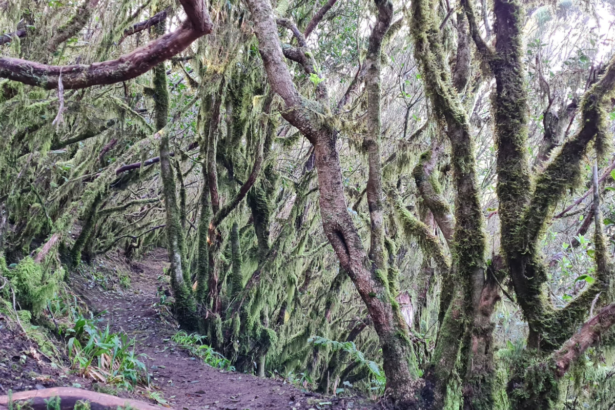 Nationalpark Anaga – Sendero de los Sentidos